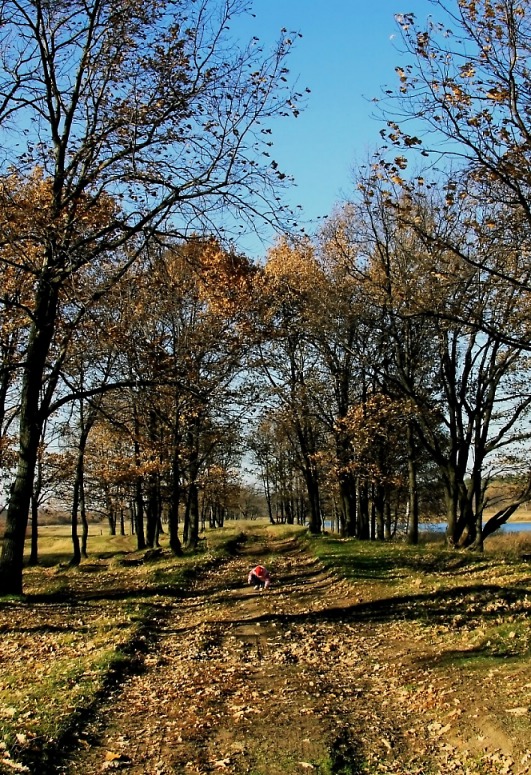 фото "собирая желуди" метки: пейзаж, осень