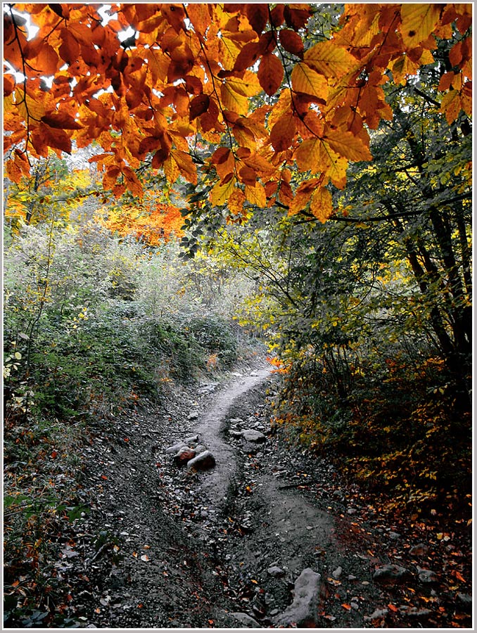 фото "Дыхание Осени" метки: пейзаж, лес, осень
