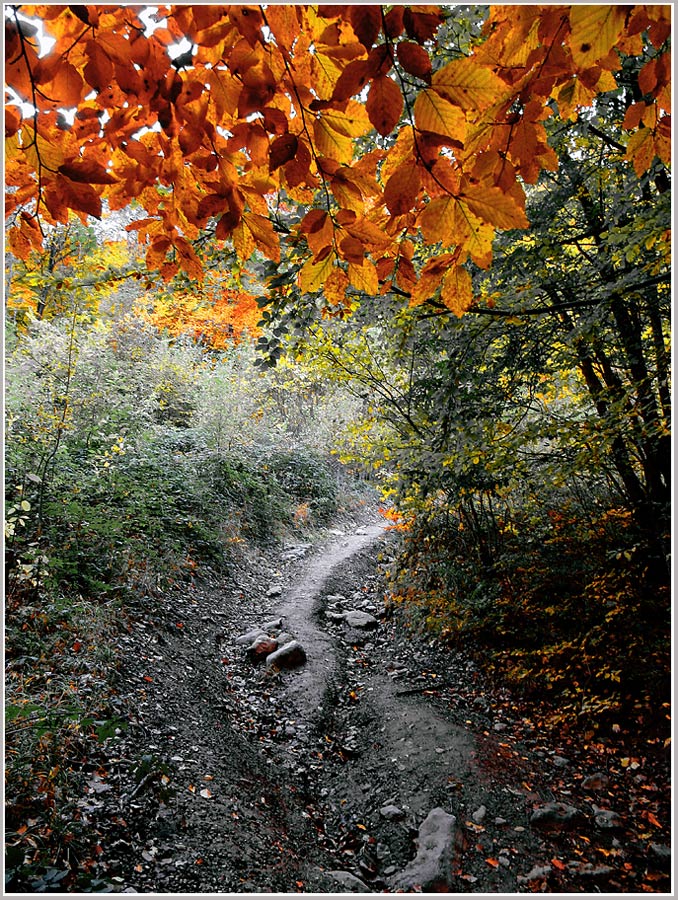 photo "***" tags: landscape, autumn, forest