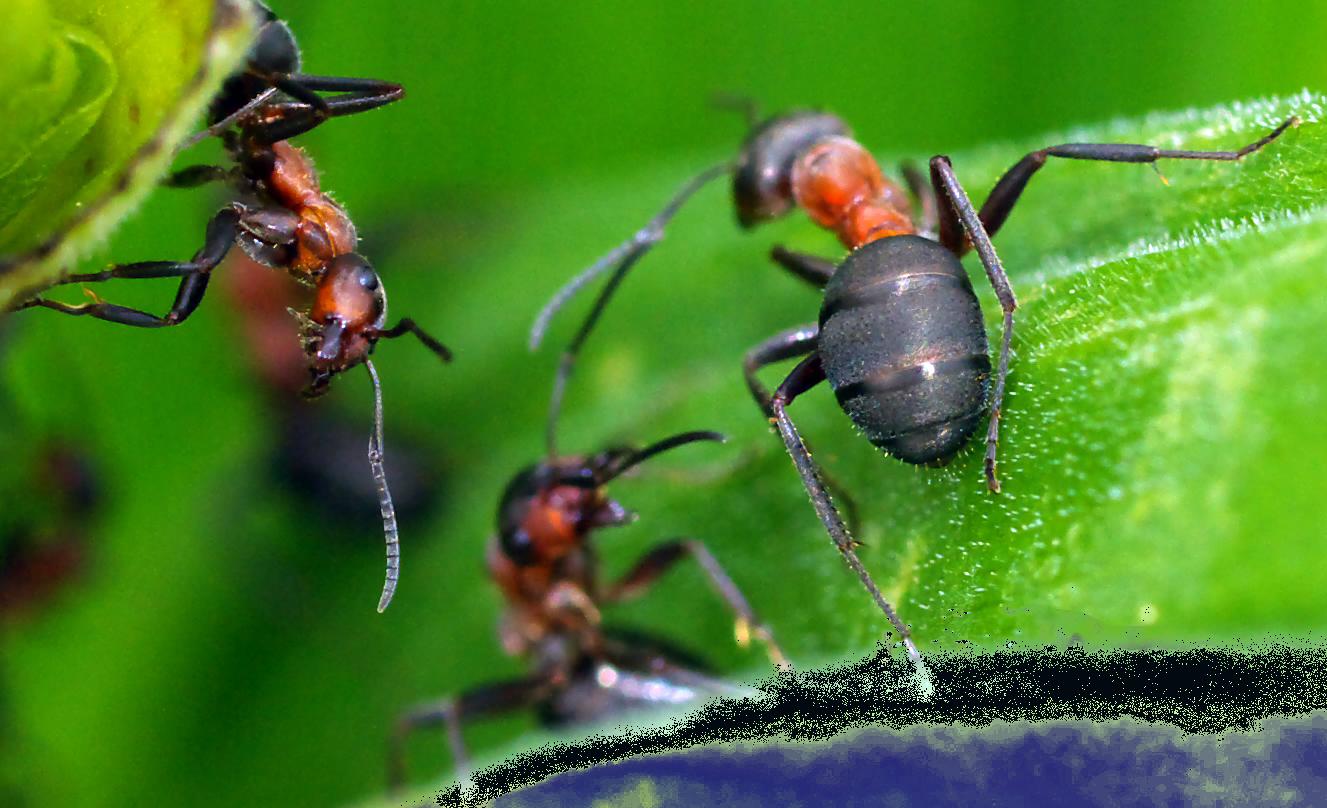 photo "The fanatics" tags: nature, insect