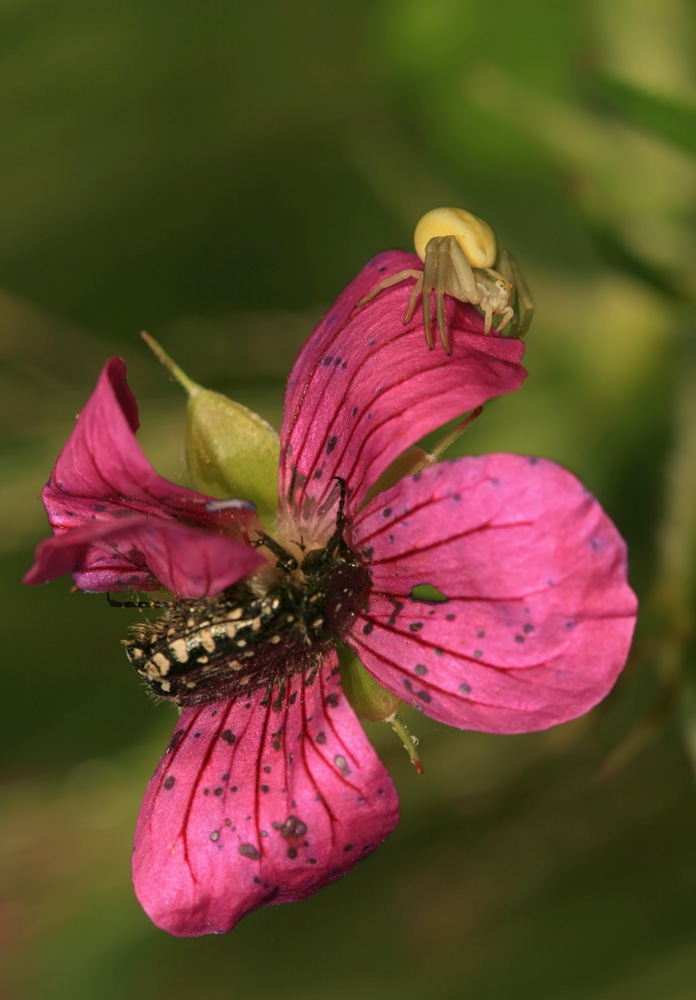 photo "***" tags: macro and close-up, 