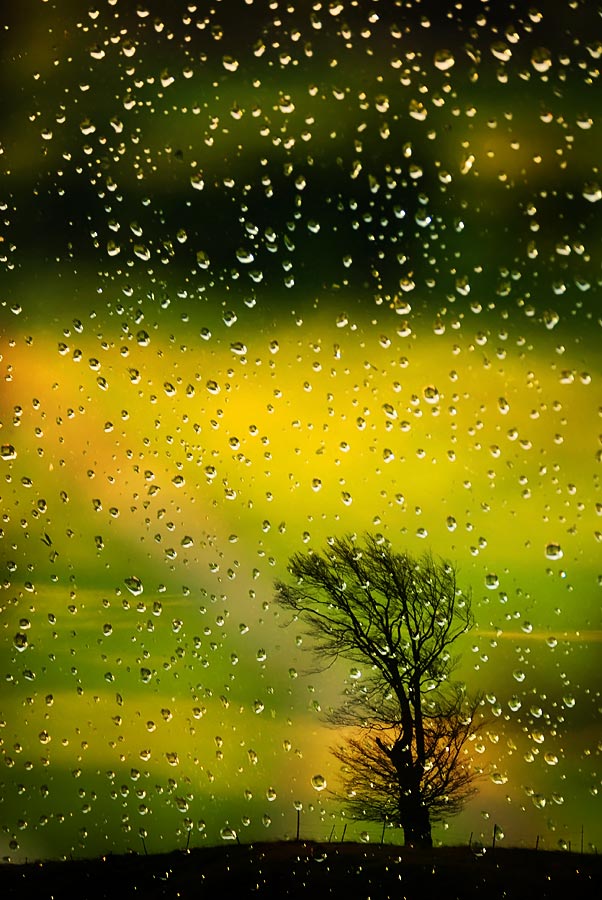 photo "just a tree ..." tags: landscape, forest