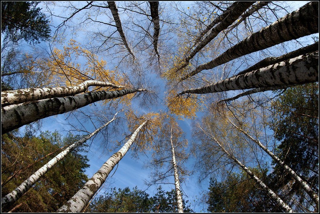 photo "autumn dance" tags: landscape, autumn, forest