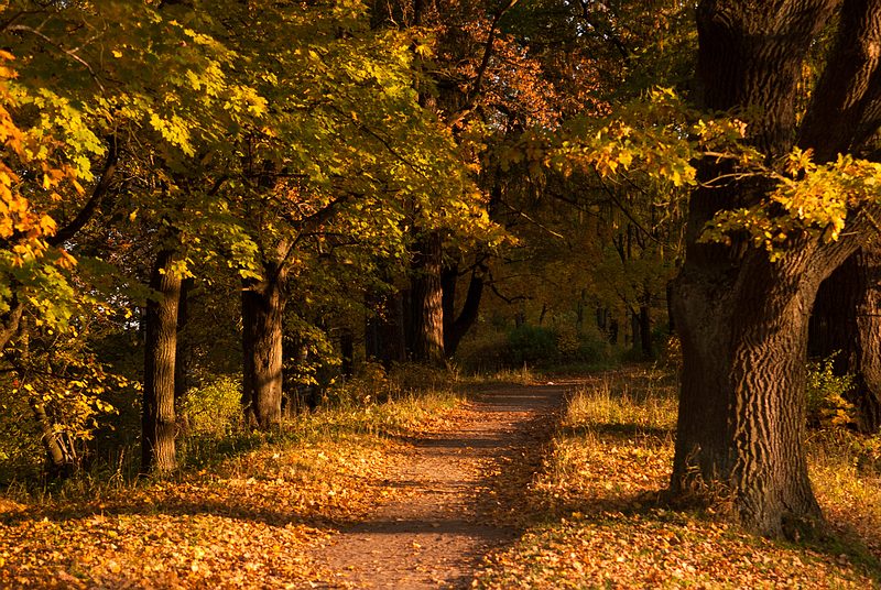 photo "***" tags: landscape, autumn