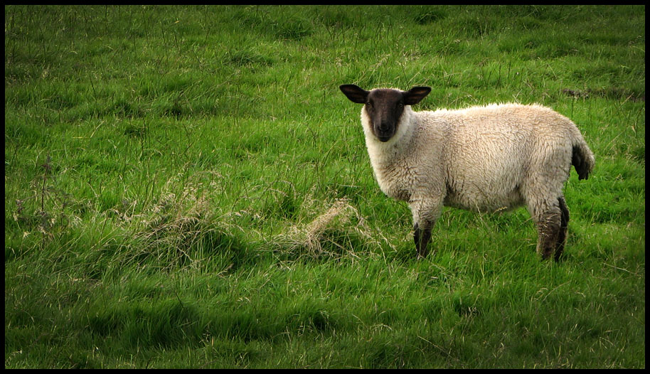 photo "Black Sheep" tags: nature, wild animals