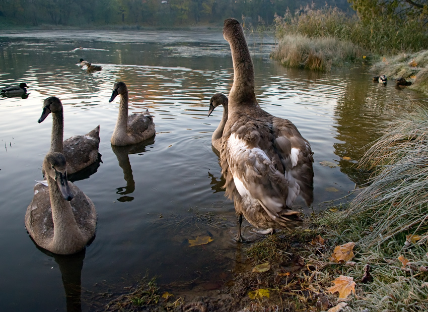 photo "***" tags: nature, wild animals
