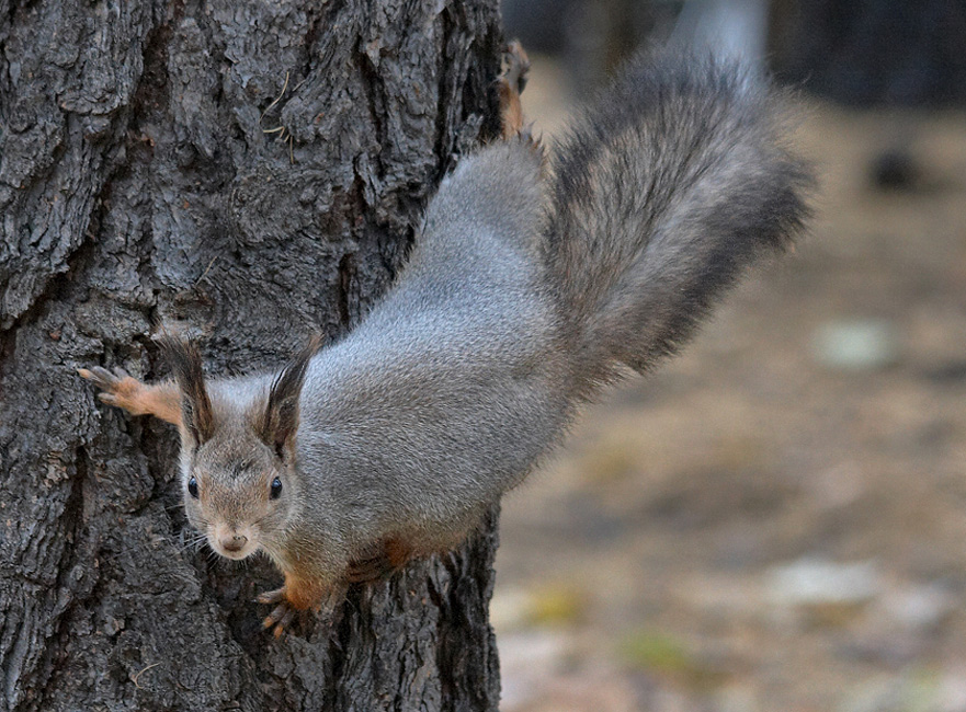 photo "***" tags: nature, wild animals