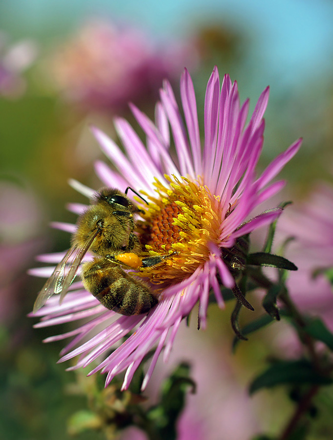 photo "пчела макро" tags: macro and close-up, nature, insect