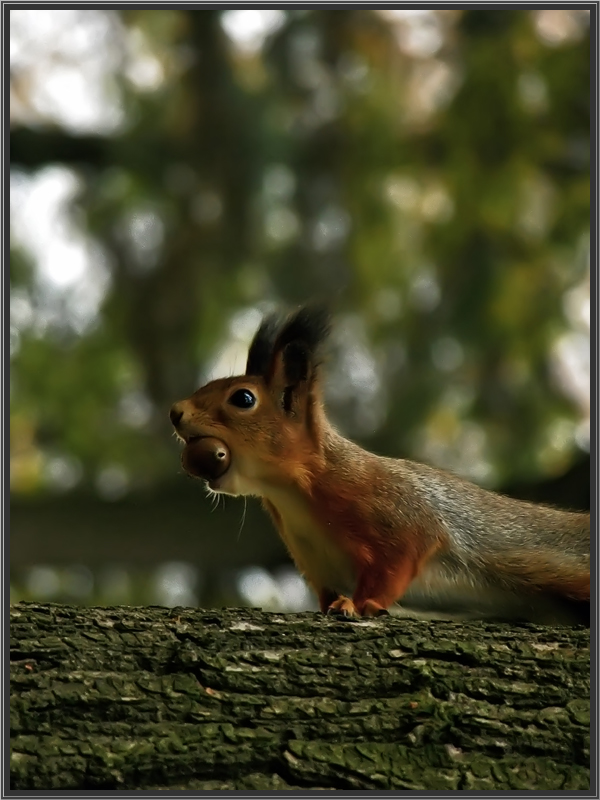 photo "***" tags: nature, wild animals