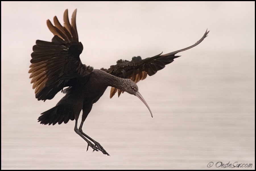 фото "ready to land" метки: природа, дикие животные