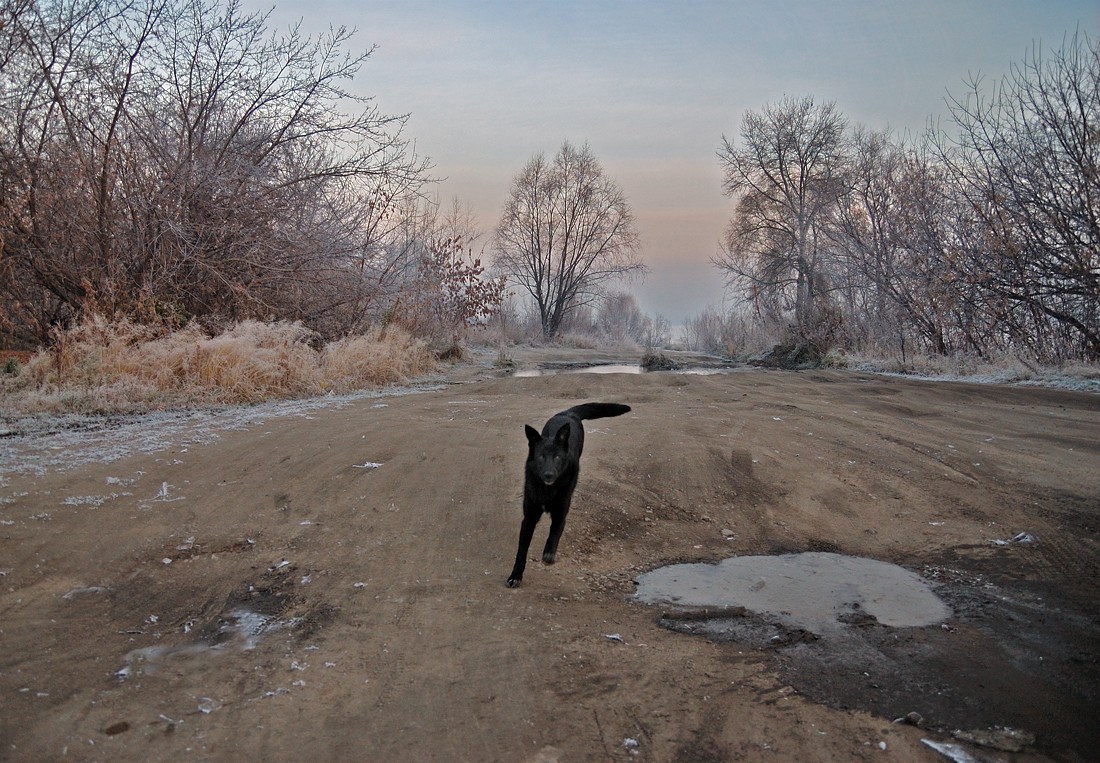 фото "Чужие тут не ходят" метки: пейзаж, природа, домашние животные, осень