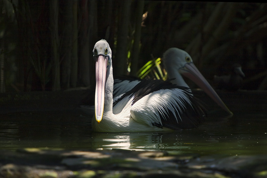 photo "Shadow cabinet" tags: nature, travel, Asia, wild animals