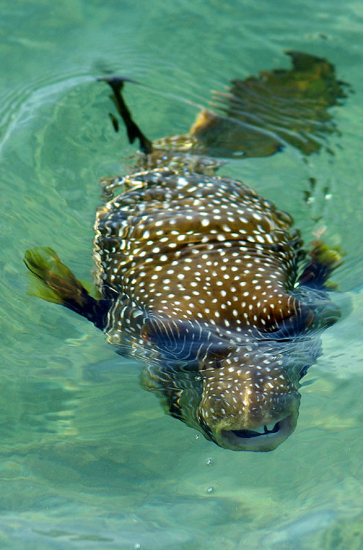 photo "***" tags: underwater, nature, wild animals