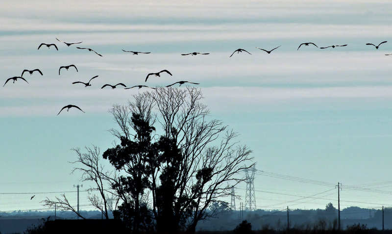 photo "THE FLIGHT" tags: landscape, nature, water, wild animals