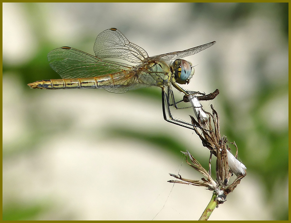 photo "***" tags: nature, macro and close-up, insect