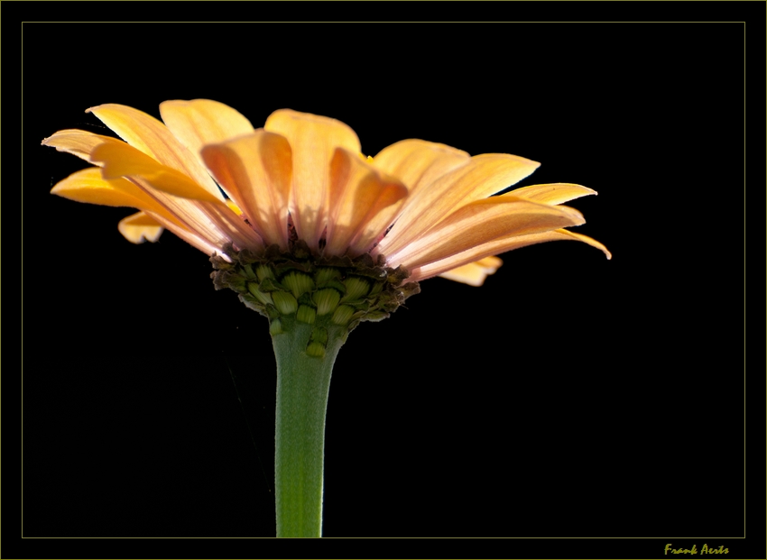 фото "Flower 1" метки: природа, цветы