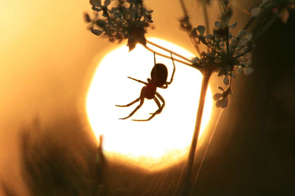 photo "***" tags: macro and close-up, nature, insect