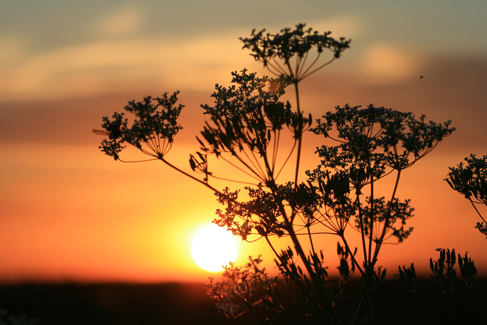 photo "***" tags: fragment, landscape, sunset