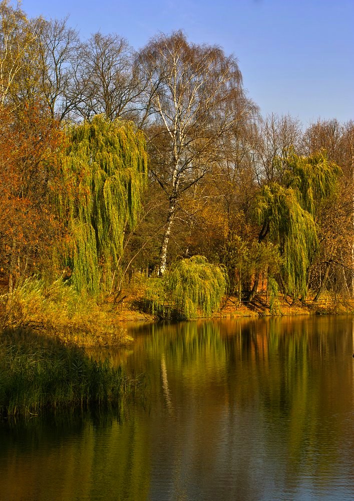 фото "осенние ивы" метки: пейзаж, осень