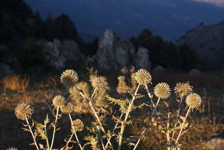 photo "***" tags: landscape, nature, autumn, flowers