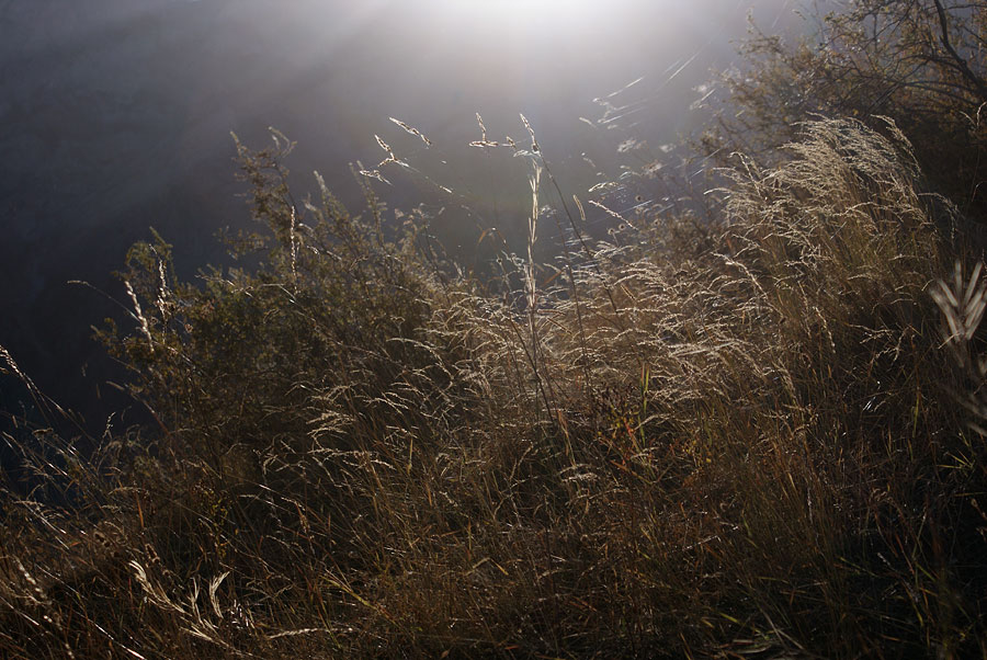 photo "Light" tags: landscape, nature, autumn, flowers