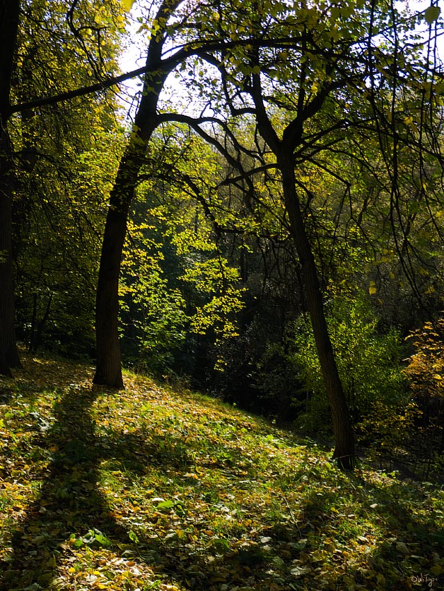 фото "Полдень в Нескучном" метки: пейзаж, лес, осень
