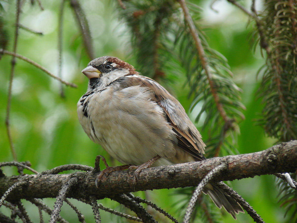 фото "Passer domesticus" метки: природа, дикие животные