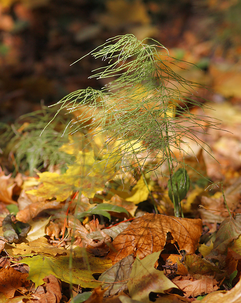 photo "Among gold leaf." tags: landscape, forest
