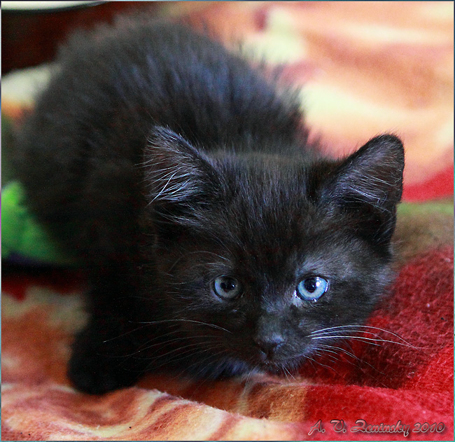 photo "Junior predator. To attack is ready." tags: nature, humor, pets/farm animals