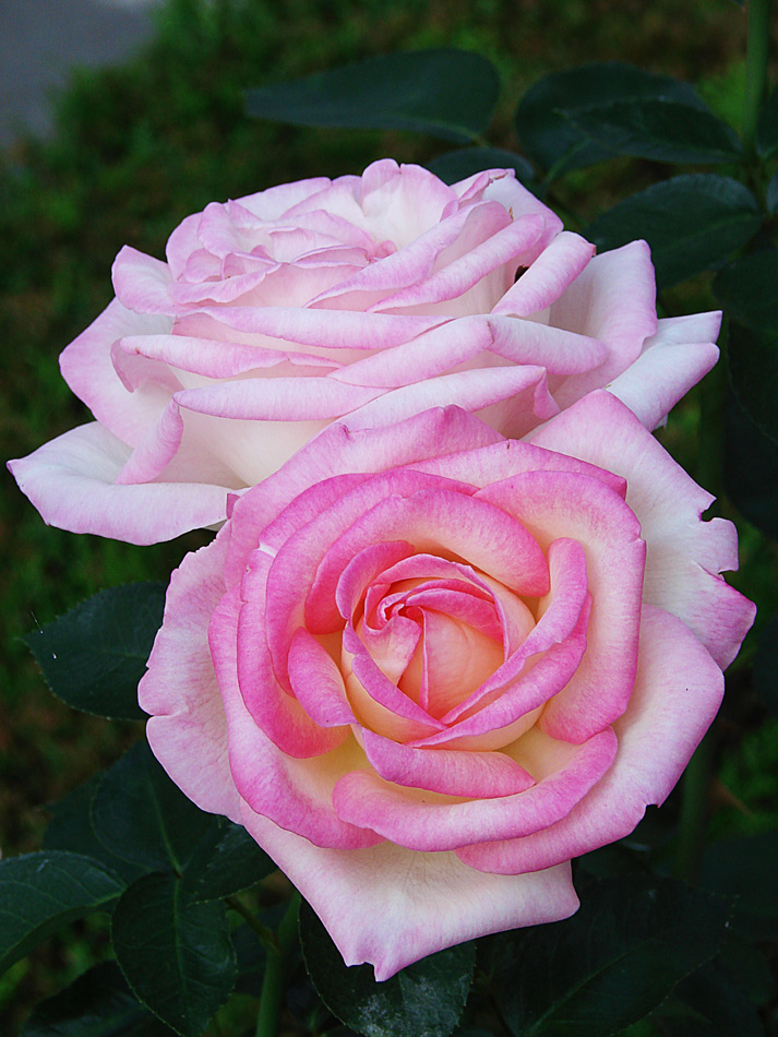 photo "Tender" tags: nature, macro and close-up, flowers