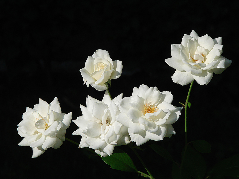 фото "Rose 9" метки: макро и крупный план, природа, цветы