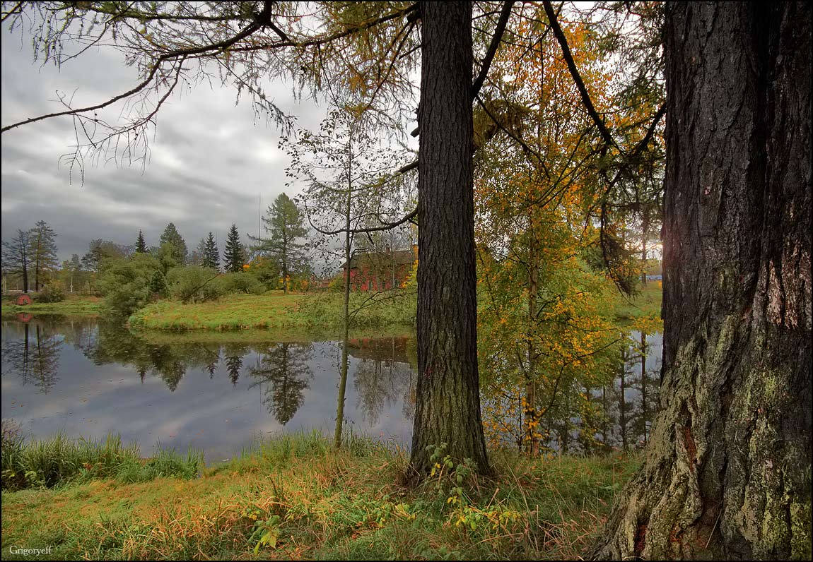 photo "Priyutino. Larch" tags: landscape, water