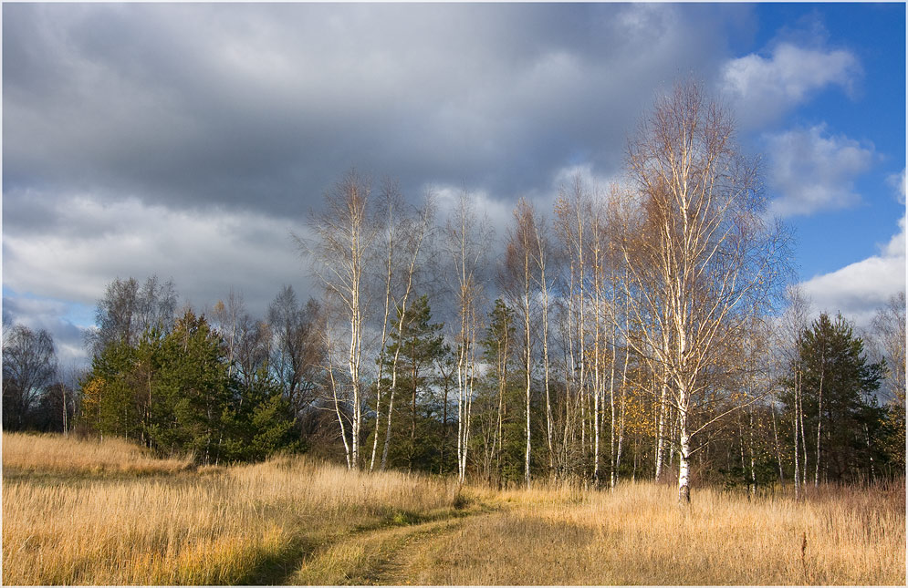 фото "К концу октября" метки: пейзаж, лес, осень