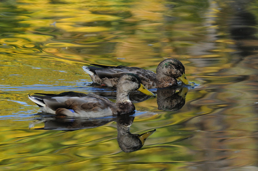 photo "***" tags: nature, wild animals
