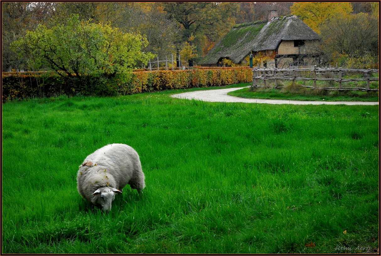 photo "fres green gras" tags: landscape, nature, autumn, flowers