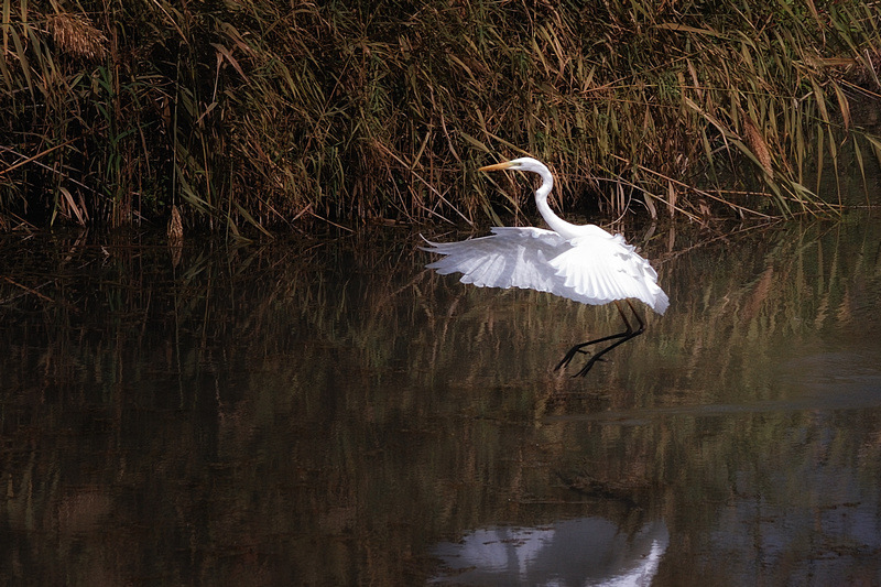 photo "***" tags: nature, wild animals