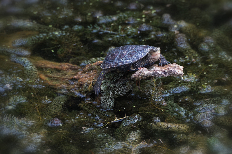 photo "***" tags: nature, wild animals