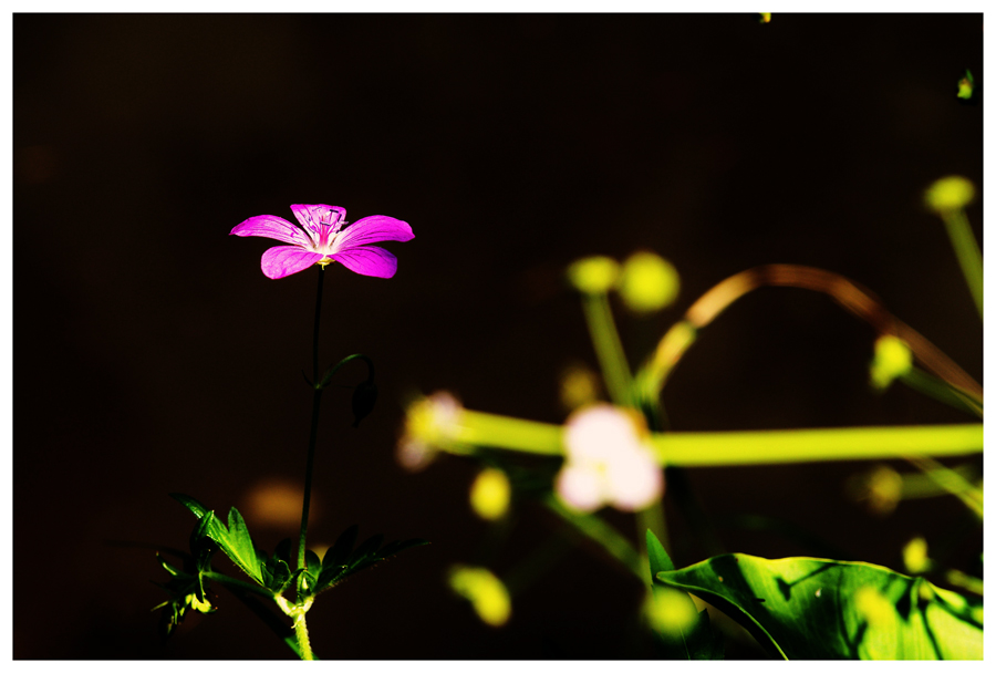 photo "Flower of the Lake" tags: landscape, nature, flowers, summer