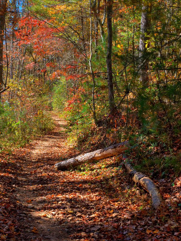 photo "Woodland Path" tags: landscape, travel, North America, autumn