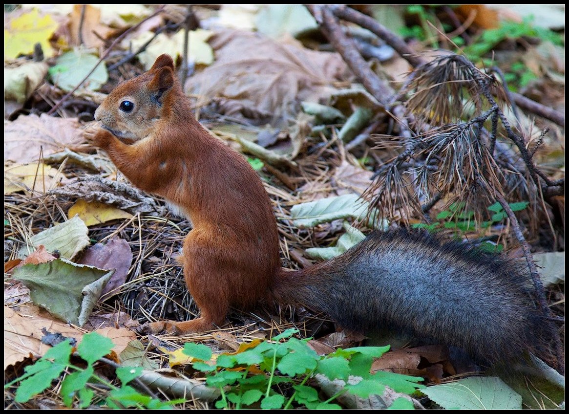 photo "protein" tags: nature, landscape, autumn, wild animals