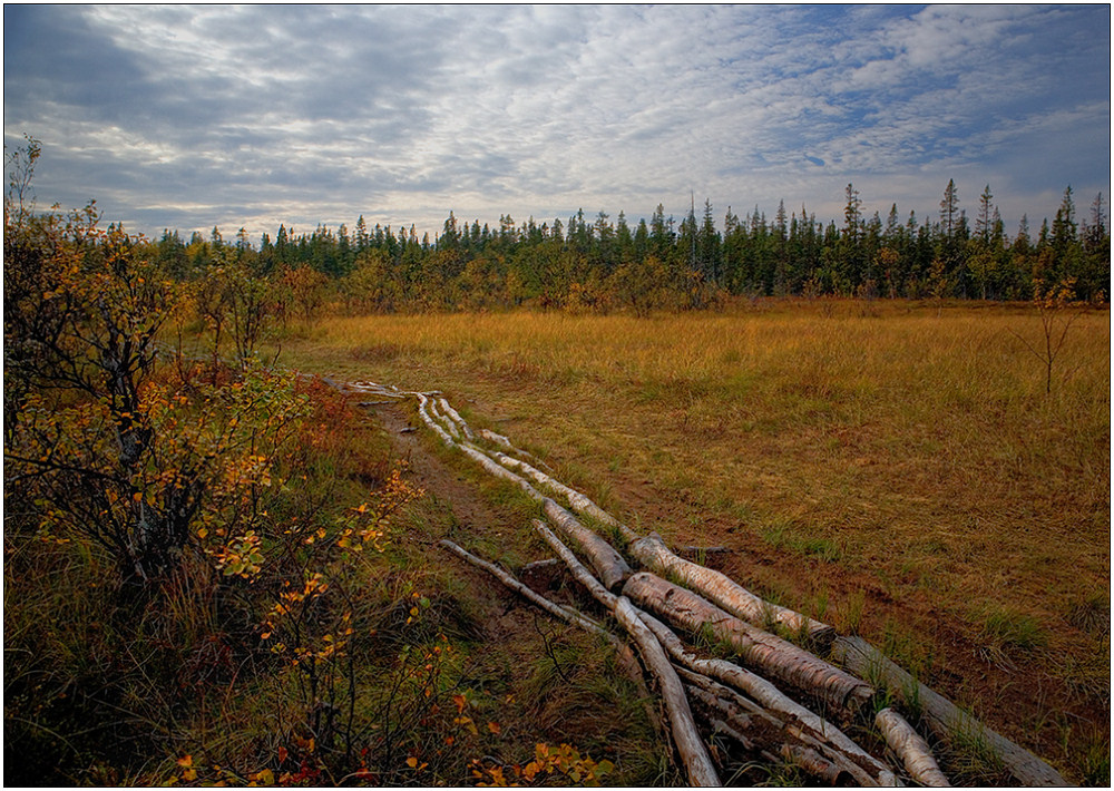 photo "Log road" tags: landscape, forest, summer