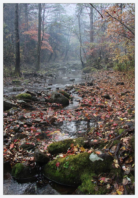 photo "***" tags: landscape, autumn, forest