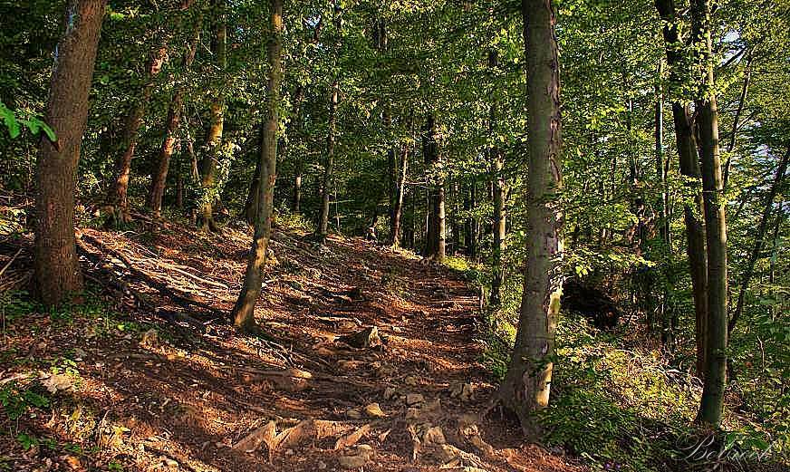 фото "Forest" метки: пейзаж, 