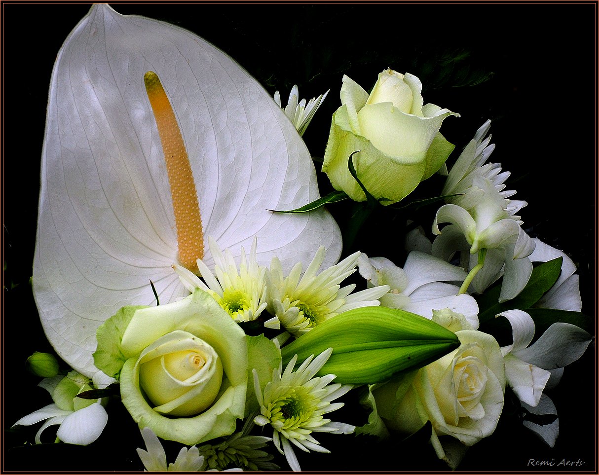 фото "flower for lovers" метки: природа, макро и крупный план, цветы