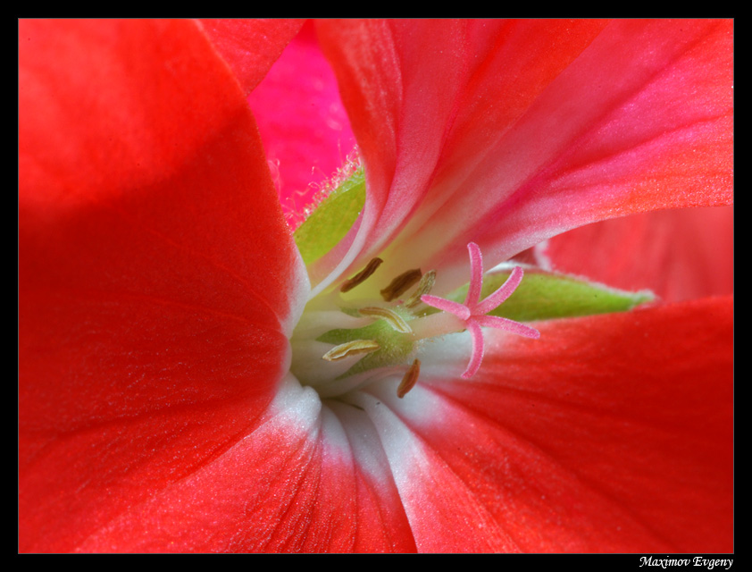 photo "***" tags: macro and close-up, nature, flowers