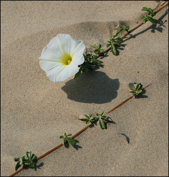 photo "Flowers on the sand.(3)" tags: nature, flowers