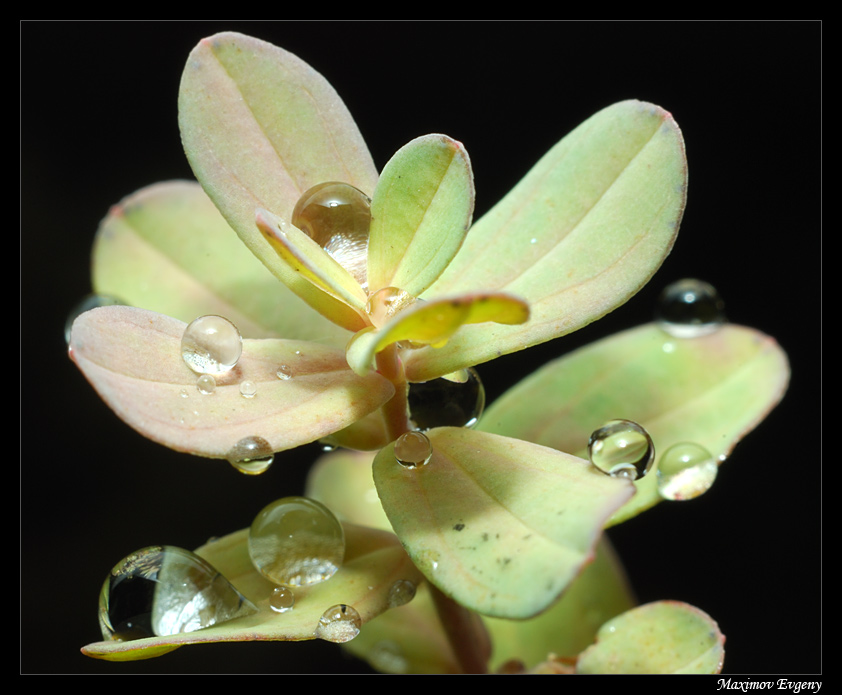 photo "Pearls" tags: macro and close-up, nature, flowers