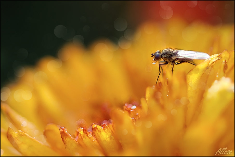 photo "***" tags: nature, insect