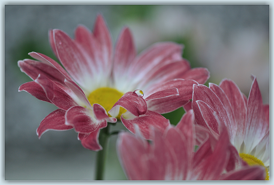 photo "***" tags: macro and close-up, 