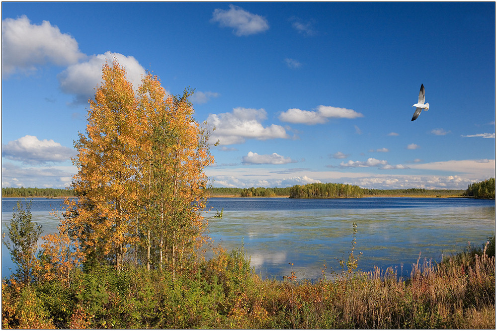 photo "On Segezha" tags: landscape, autumn, water
